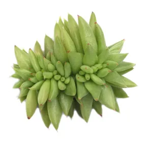 Echeveria agavoides 'Corduroy' cristata